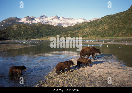 Braunbär Ursus Arctos Grizzly Bär, Ursus Horribils mit jungen säen, suchen schwimmen flussaufwärts Katmai Nationalpark Alaska Lachs Stockfoto