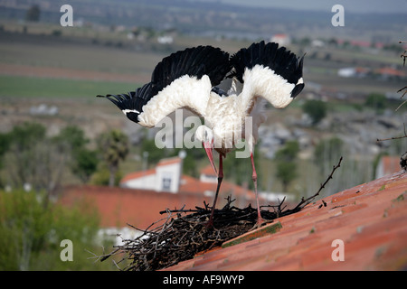 Weißstorch Ciconia Ciconia Spanien Stockfoto