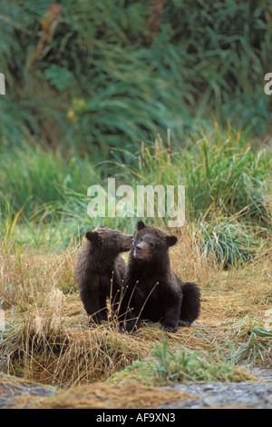 Braunbär Ursus Arctos Grizzly Bär Ursus Horribils paar jungen sitzen auf der Wiese Katmai Nationalpark, Alaska Stockfoto