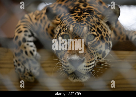 Jaguar auf Ardastra Gardens, Zoo & Conservation Centre. Nassau, New Providence, Bahamas. Stockfoto