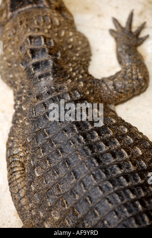 Brillentragende Kaiman am Ardastra Gardens, Zoo & Conservation Center. Nassau, New Providence, Bahamas. Stockfoto