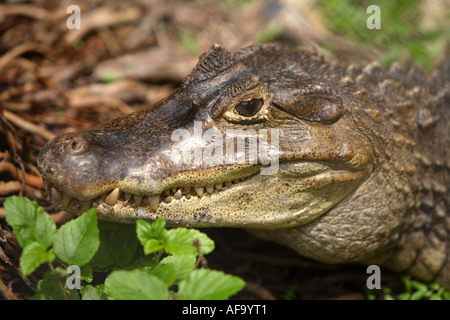 Brillentragende Kaiman am Ardastra Gardens, Zoo & Conservation Center. Nassau, New Providence, Bahamas. Stockfoto