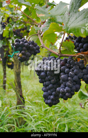 Weinberge Bei Landau, Weinberg Stockfoto