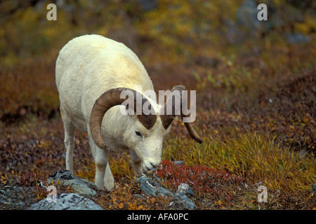 Dall Schaf Ovis Dalli Weiden auf fallen Tundra Pflanzen Mount Margaret Denali Nationalpark Interieur von Alaska Stockfoto