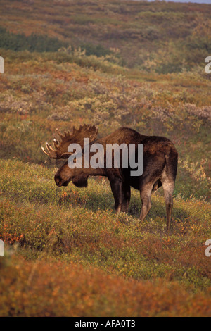 Elch-Alces Alces Stier mit großen Geweih innen samt Denali Nationalpark Alaska Stockfoto