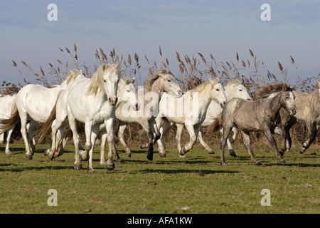 Camargue-Pferde - Herde auf Wiese Stockfoto