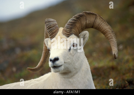 Dall Schaf Ovis Dalli Ram Mount Margaret Denali Nationalpark Innenausbau von Alaska Stockfoto