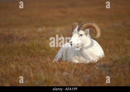 Dall Schaf Ovis Dalli Ram ruhen auf Mount Margaret Denali Nationalpark Interieur von Alaska Stockfoto
