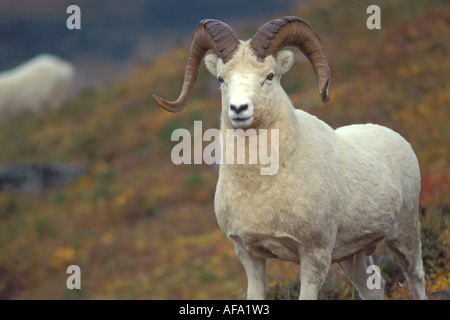 Dall Schaf Ovis Dalli Ram Mount Margaret Denali Nationalpark Innenausbau von Alaska Stockfoto