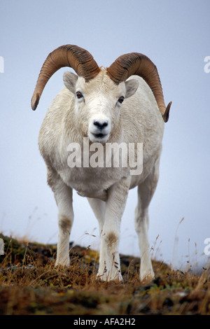 Dall Schaf Ovis Dalli Ram Mount Margaret Denali Nationalpark Innenausbau von Alaska Stockfoto