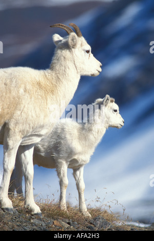 Dall Schaf Ovis Dalli Ewe und Lamm auf einem Hügel Nordhang der Brooks Range zentrale Arktis Alaska Stockfoto