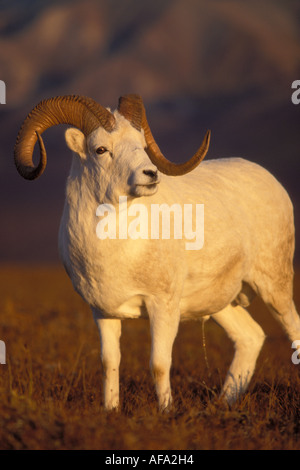 Dall Schaf Ovis Dalli Ram Mount Margaret Denali Nationalpark Innenausbau von Alaska Stockfoto