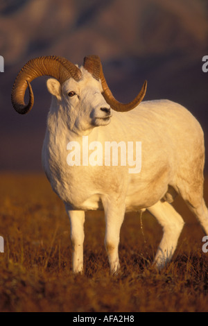 Dall Schaf Ovis Dalli Ram Mount Margaret Denali Nationalpark Innenausbau von Alaska Stockfoto