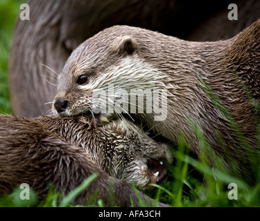 Oriental kurze Krallen Otter Aonyx Cinerea im Spiel Stockfoto