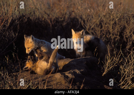 Rotfuchs Vulpes Vulpes Kits spielen außerhalb ihrer Höhle 1002 Küstenebene der Arctic National Wildlife Refuge Alaska Stockfoto