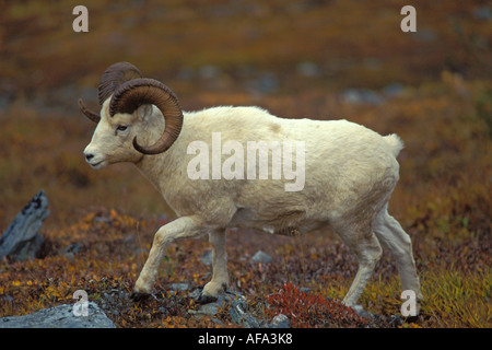 dall Sheep Ovis dalli rammen auf der Küstenebene des Mount Margaret1002 des Arctic National Wildlife Refuge Alaska Stockfoto