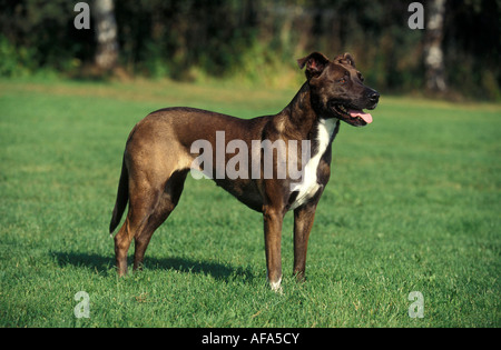 Hund Amerikanischer Staffordshire-Terrier stehend in einem Feld Stockfoto