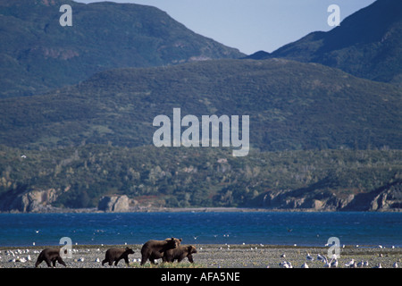 Braunbär Ursus Arctos Grizzly Bär Ursus Horribils säen mit jungen zu Fuß entlang eines Flusses Katmai Nationalpark, Alaska Stockfoto