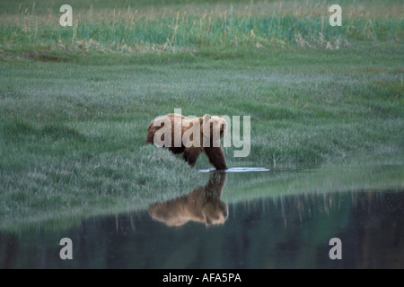 Braunbär Ursus arctos Grizzlybär Ursus horribils am Ufer des Wassers, um ein Getränk Lake Clark Chinitna Bay Nationalpark Alaska Penninsula zu trinken Stockfoto