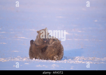 Braunbär Ursus Arctos Grizzly Bär Ursus Horribils 1002 Spielfläche Arctic National Wildlife Refuge Alaska Stockfoto
