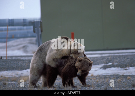 Braunbär Ursus Arctos Grizzly Bär Ursus Horribils paar Paarung um Prudhoe Bay North Slope der Brooks Range Alaska Stockfoto