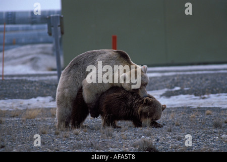 Braunbär Ursus Arctos Grizzly Bär Ursus Horribils paar Paarung um Prudhoe Bay North Slope der Brooks Range Alaska Stockfoto