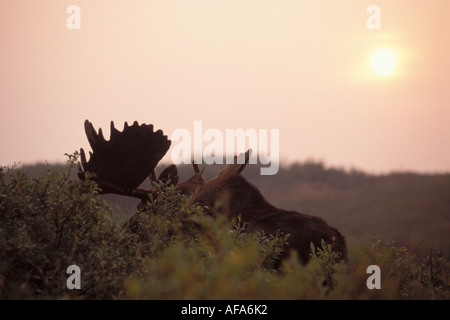 Elch-Alces Alces Stier Fütterung auf Weiden in dunstigen Sonnenuntergang Denali Nationalpark Interieur von Alaska Stockfoto