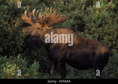 Elch-Alces Alces Bull mit großen Geweih in samt Fütterung auf Weiden Denali Nationalpark Interieur von Alaska Stockfoto