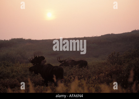 Elchen Alces Alces Bullen Silhouette im Dunst verursacht durch ein Lauffeuer Rauch Denali Nationalpark Interieur von Alaska Stockfoto