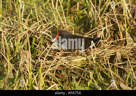 (Common Gallinule Gallinula galeata) sitzen auf nest Wakodahatchee Feuchtgebiete Delray Beach, Florida USA Stockfoto