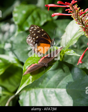 Erstaunliche Schmetterling aus aller Welt Stockfoto