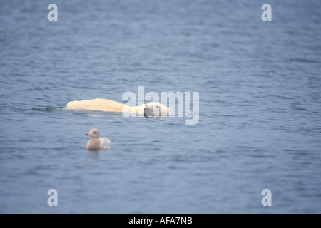 Eisbär Ursus Maritimus schwimmen entlang der arktischen Küste 1002 Küstenebene der Arctic National Wildlife Refuge Alaska Stockfoto