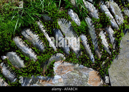 Halb des Teils mit Naturstein und Moos zwischen den Steinen gepflasterten Gartenweg hautnah Stockfoto