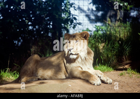 Juvenile asiatische Löwe Panthera Leo Persica auch bekannt als die indischen Löwen Stockfoto