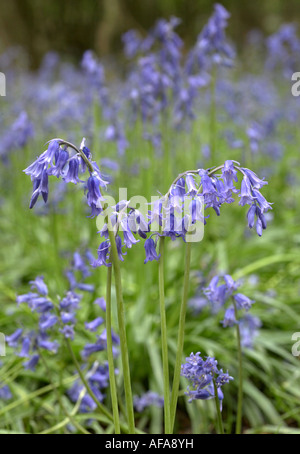 Englischen Bluebells (Hyacinthoides non-Scripta) Stockfoto