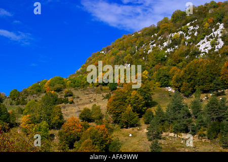 Riaza, Selva de Irati-Navarra-Spanien. Buchenwald Wald Iraty, Navarra, Spanien. Stockfoto