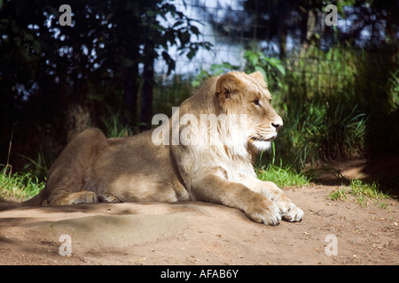 Juvenile asiatische Löwe Panthera Leo Persica auch bekannt als die indischen Löwen Stockfoto