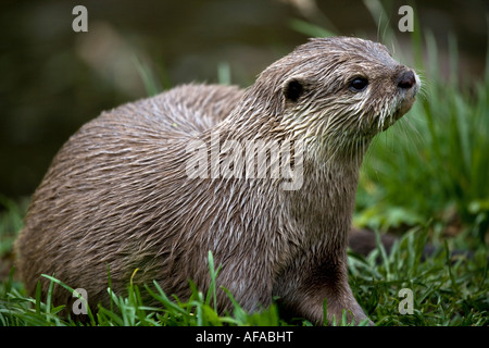 Oriental kurze Krallen Otter Aonyx cinerea Stockfoto