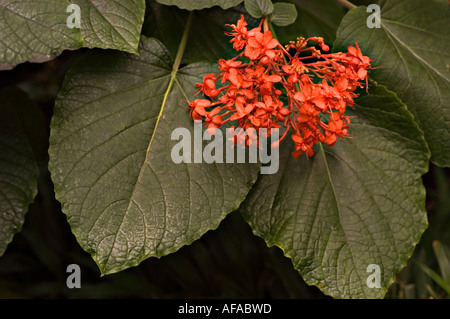 Rote Blüten von Clerodendrum speciosissimum, bekannt als Java Glory Bower oder Pagode Blume, blühen inmitten großer, strukturierter grüner Blätter. Stockfoto