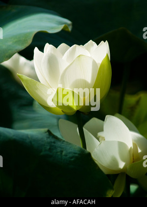 Heiligen weißen Lotus Blume Nelumbo Nucifera Nelumbonaceae Stockfoto