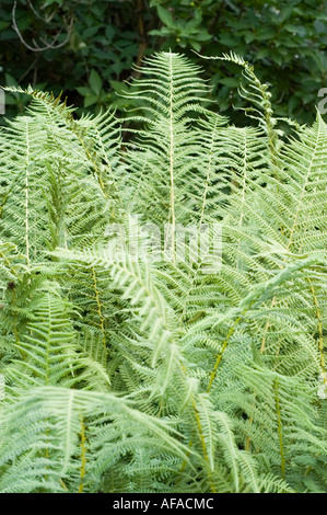 Üppig grüne männliche Farnblätter (Dryopteris filix-MAS), die in einem dichten Walddickicht wachsen. Natürlicher Hintergrund von lebendigen Farnwedeln. Stockfoto