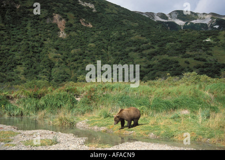 Braunbär Ursus Arctos Grizzly Bär Ursus Horribils zu Fuß hinunter einen Fluss Katmai-Nationalpark auf der Alaska-Halbinsel Stockfoto