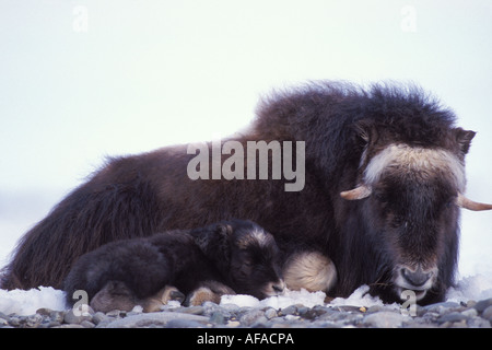 Moschusochsen Ovibos Moschatus Kuh und Neugeborenen Kalb ruhen zentralen arktischen Küsten schlicht Nordhang der Brooks Range Alaska Stockfoto