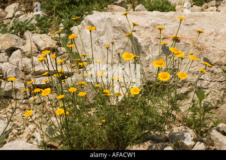 Nahaufnahme von gelben, gewöhnlichen Niezeweed-Blüten (Helenium autumnale 'Pumilum Magnificum'), die in einer felsigen Landschaft blühen. Stockfoto