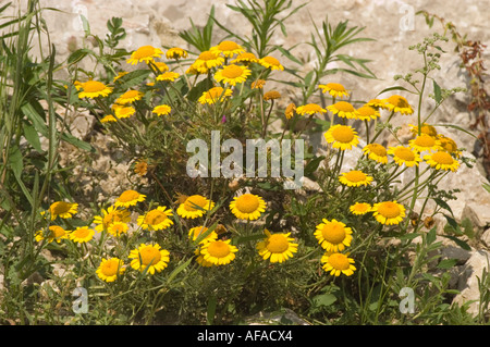 Nahaufnahme gelber gewöhnlicher Nasenweed Asteraceae Helenium autumnale Pumilum Maginficum Blüten in einer felsigen Naturlandschaft. Stockfoto