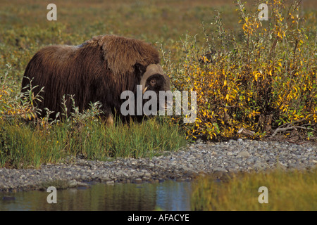 Moschusochsen Ovibos Moschatus am Rand der einen Teich zentralen arktischen Küsten schlicht Nordhang der Brooks Range Alaska Stockfoto