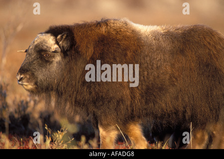 Moschusochsen Ovibos Moschatus Jugend am zentralen arktischen Küsten schlicht Nordhang der Brooks Range Alaska Stockfoto