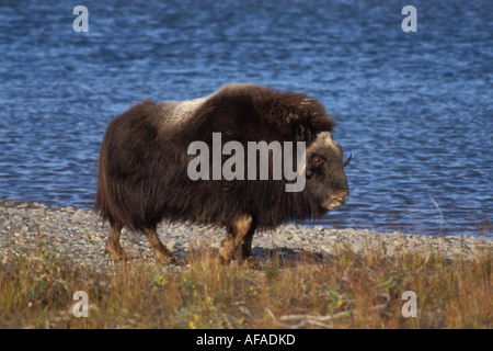 Moschusochsen Ovibos Moschatus Bull entlang eines Flusses am zentralen arktischen Küsten schlicht Nordhang der Brooks Range Alaska Stockfoto