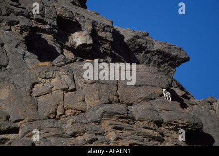 Dall Schaf Ovis Dalli Ewe an einem steilen Hang Nordhang der Brooks Range zentrale Arktis Alaska Stockfoto