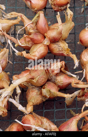 Allium Cepa var. Aggregatum "Mikor" (Schalotte) Klumpen von Jersey eine halbe lange Schalotte Leuchtmittel nach Aufhebung zum trocknen. Stockfoto